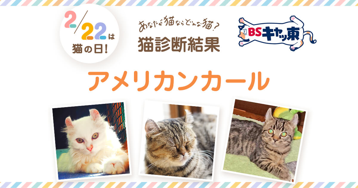 ＢＳキャッ東 2月22日（月）は「猫の日」！あなたが猫ならどんな猫？猫 