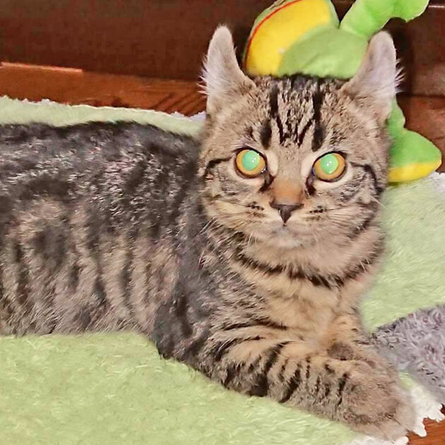 BSキャッ東 2月22日(月)は「猫の日」!あなたが猫ならどんな猫?猫