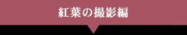 紅葉の撮影術