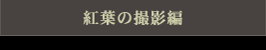 紅葉の撮影術