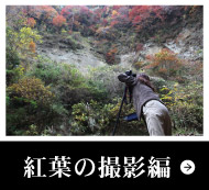 紅葉の撮影編