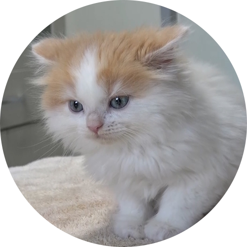 猫