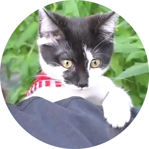 猫