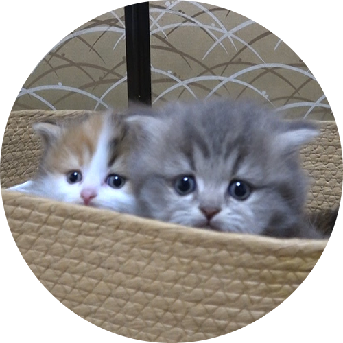 猫