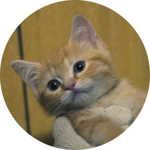 猫
