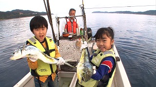 シイラ1