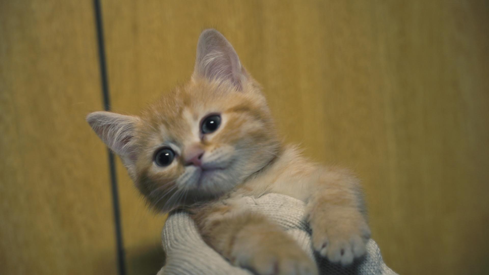 ネコにゃん!~子猫はじめて体験物語2026~
