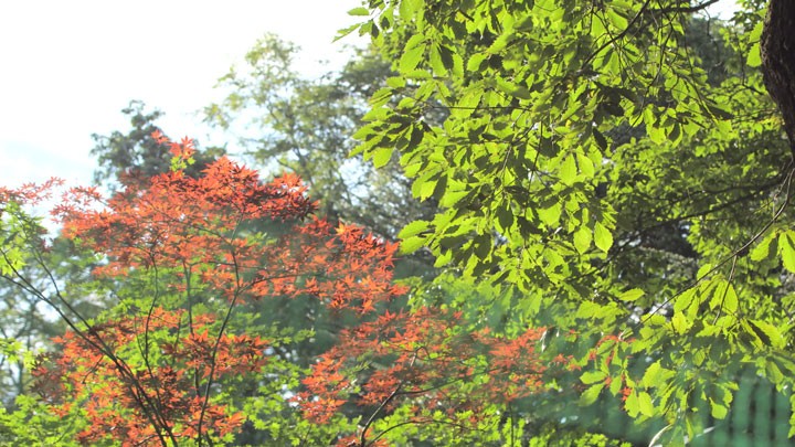軽井沢