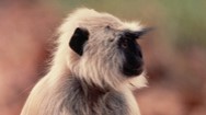 ナショジオアワー ~世界の動物 衝撃?映像SP~ ナショジオアワー ~世界の動物 衝撃?映像SP~