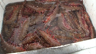 打瀬船3