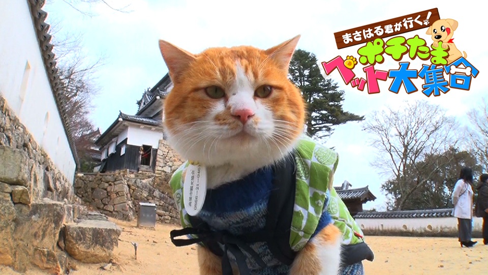 ポチたまペット大集合　猫の日記念　いやしのニャンコあつめてみましたＳＰ