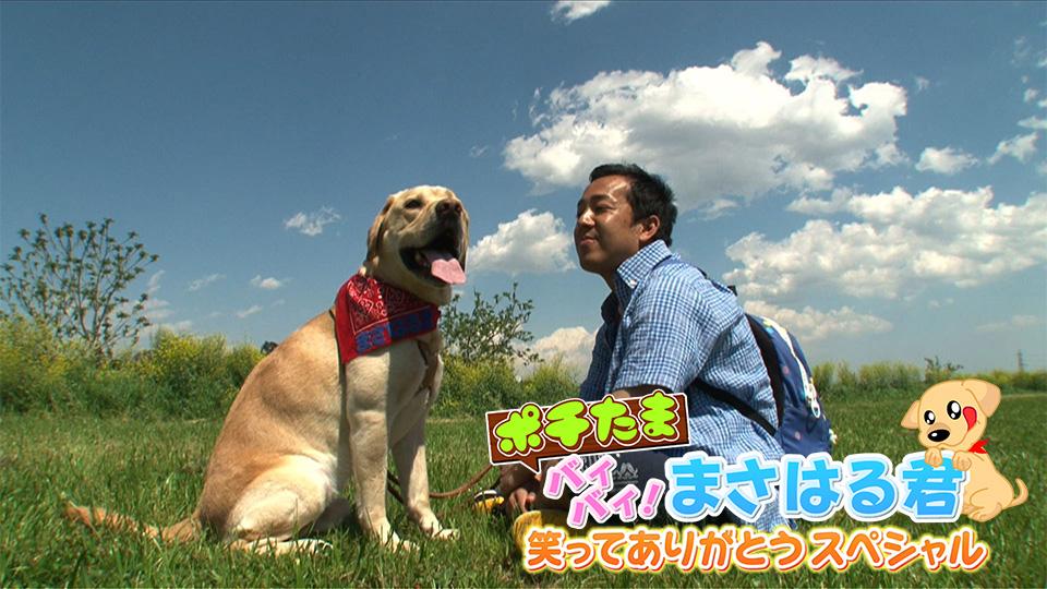 確認用　春る　愛犬　玉玉　トラ ポチたま『バイバイ3代目旅犬まさはる君！笑ってありがとうSP』名珍