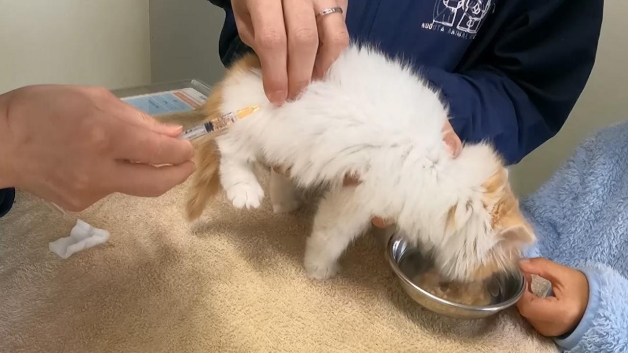 ネコにゃん~子猫はじめて体験物語2026~