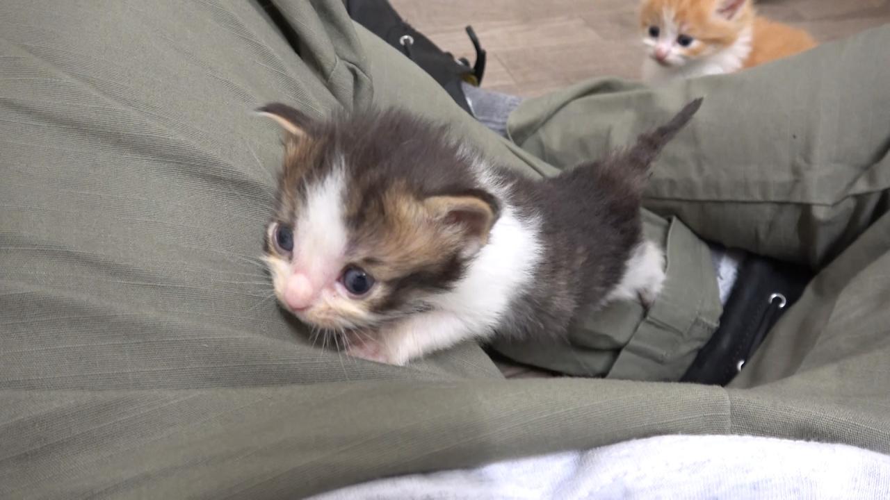 ネコにゃん~子猫はじめて体験物語2026~