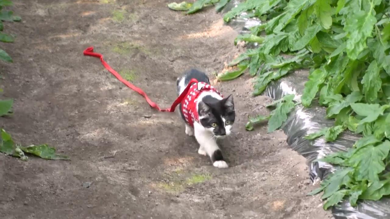ネコにゃん~子猫はじめて体験物語2026~