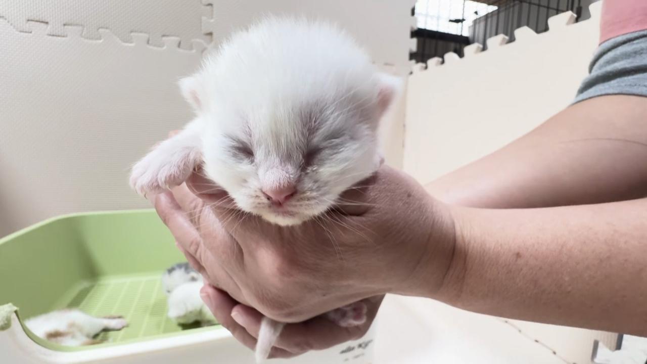 ネコにゃん~子猫はじめて体験物語2026~