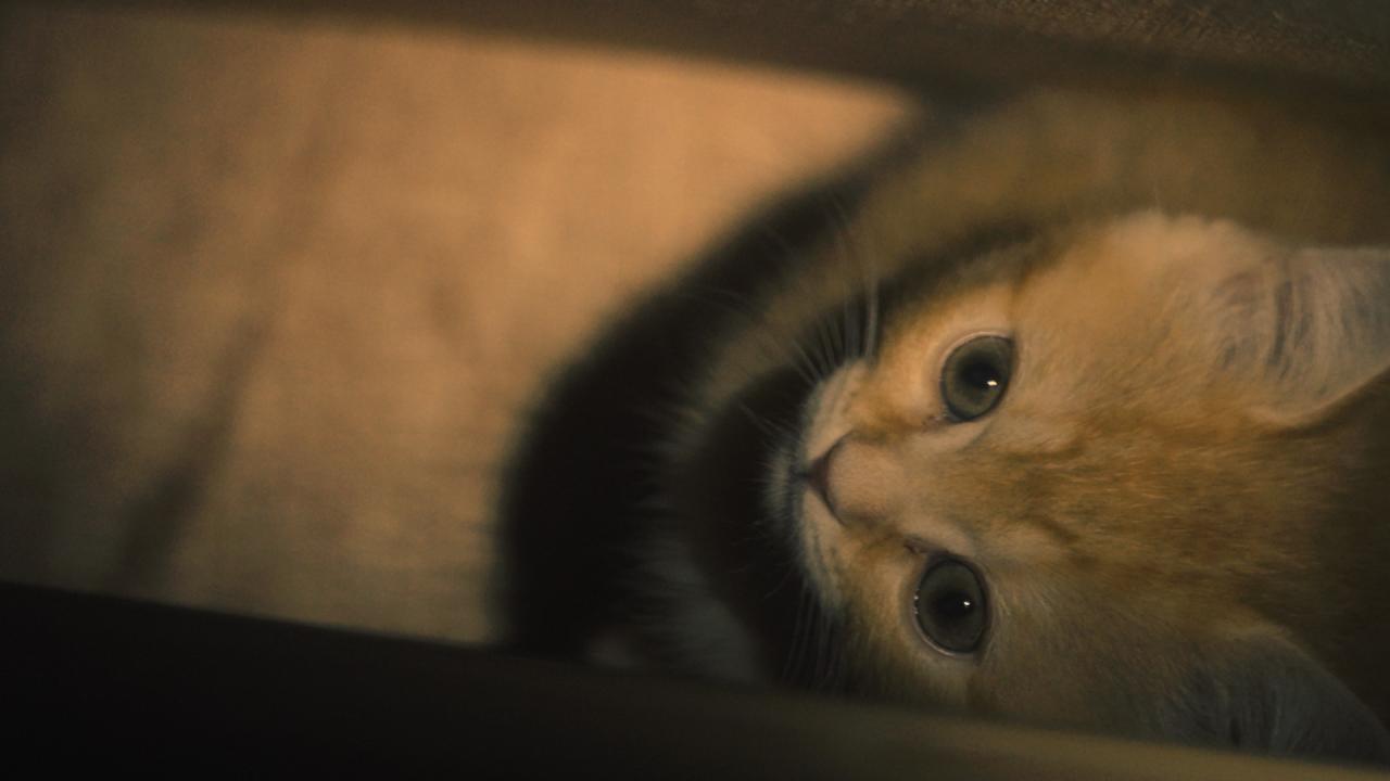 ネコにゃん~子猫はじめて体験物語2026~