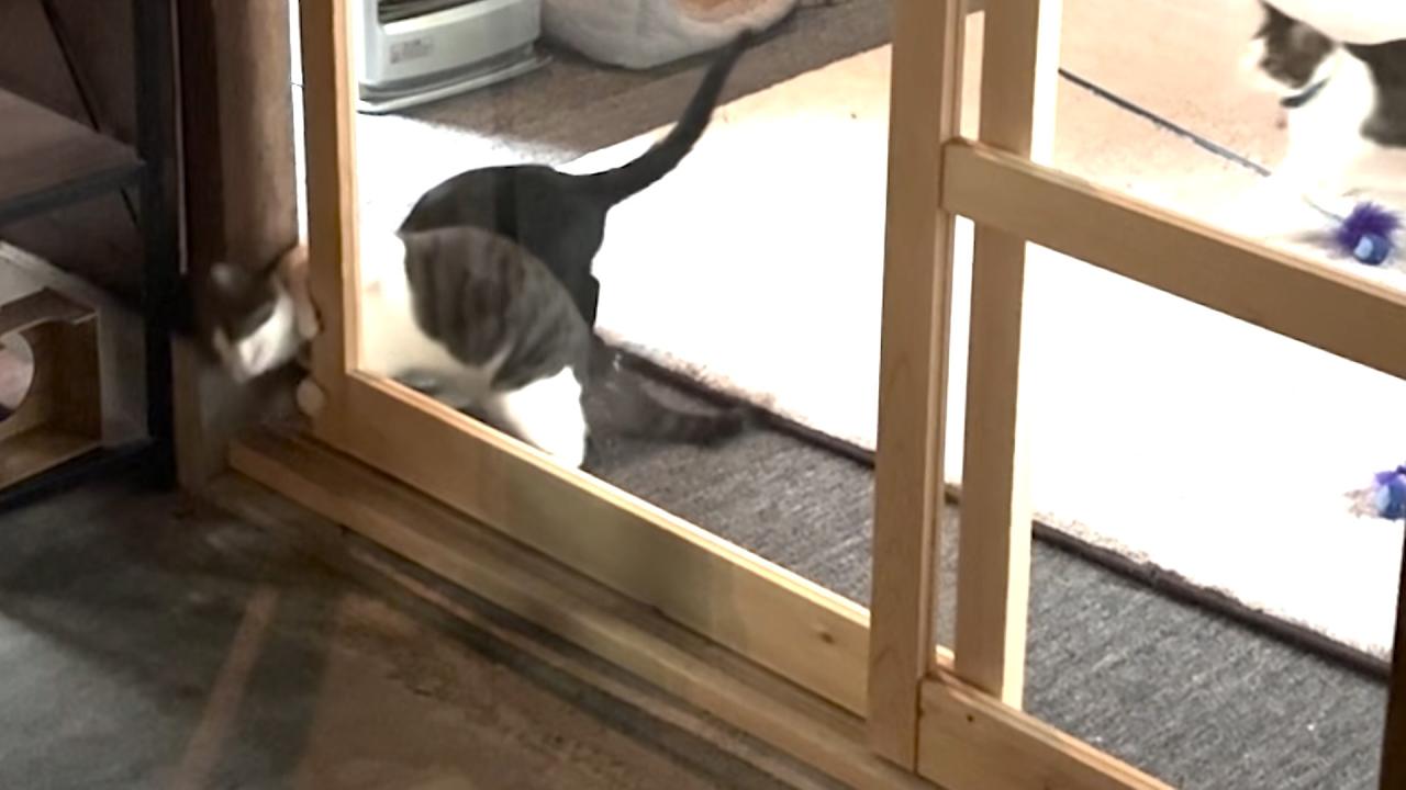 ネコにゃん~子猫はじめて体験物語2026~