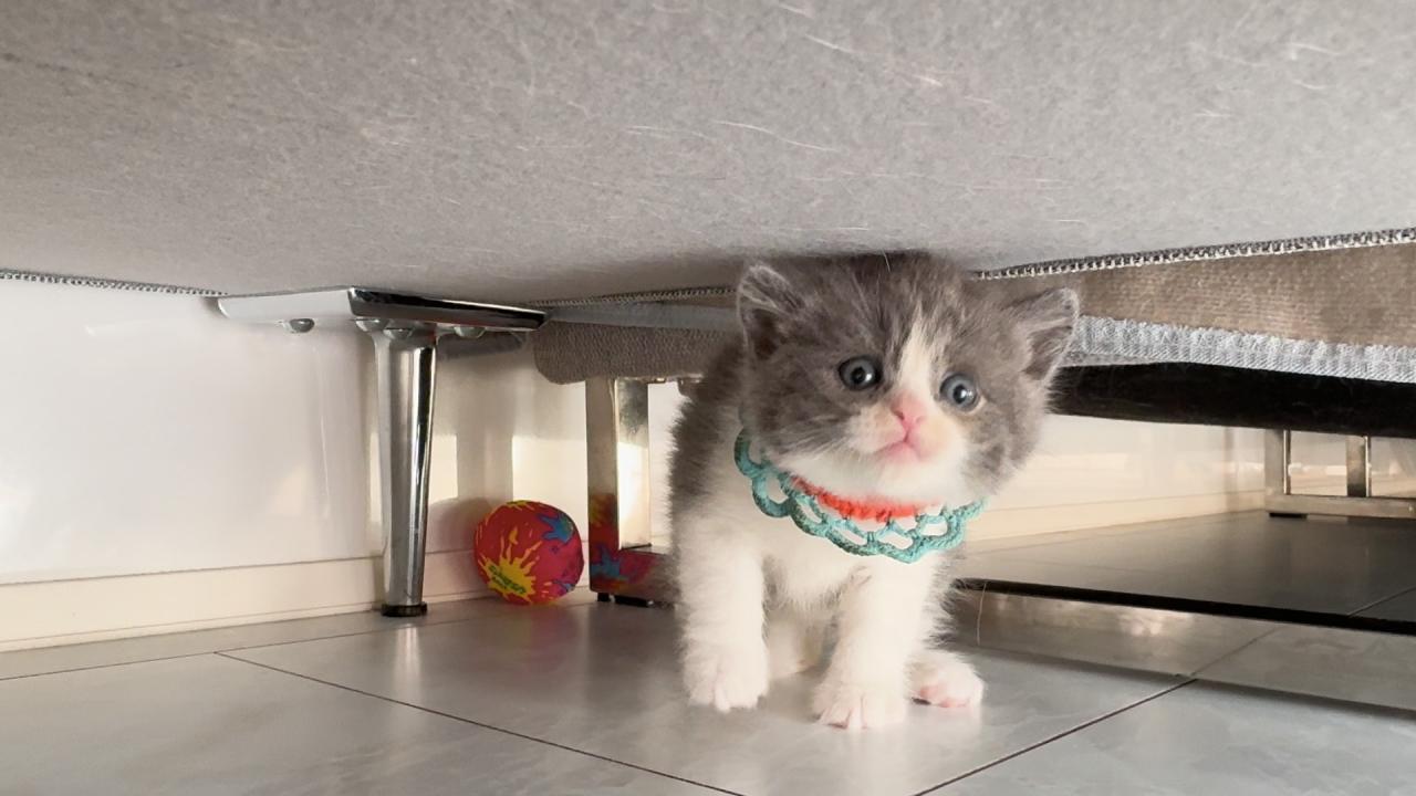ネコにゃん~子猫はじめて体験物語2026~