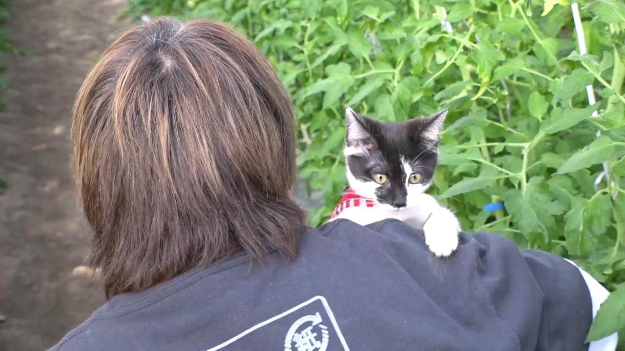 ネコにゃん~子猫はじめて体験物語2026~