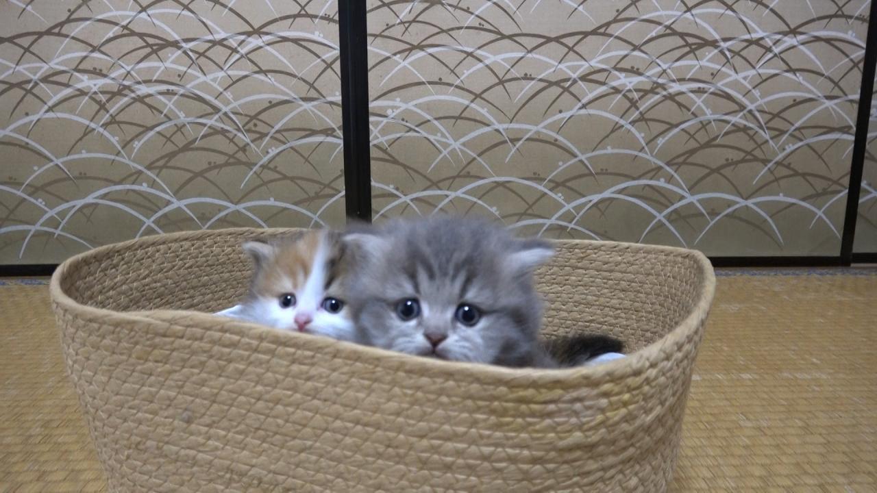 ネコにゃん~子猫はじめて体験物語2026~
