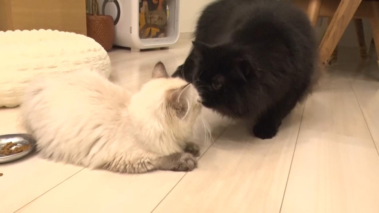 ネコにゃん~子猫はじめて体験物語2026~