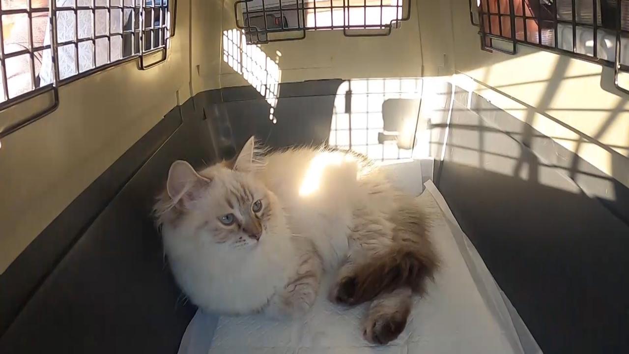 ネコにゃん~子猫はじめて体験物語2026~