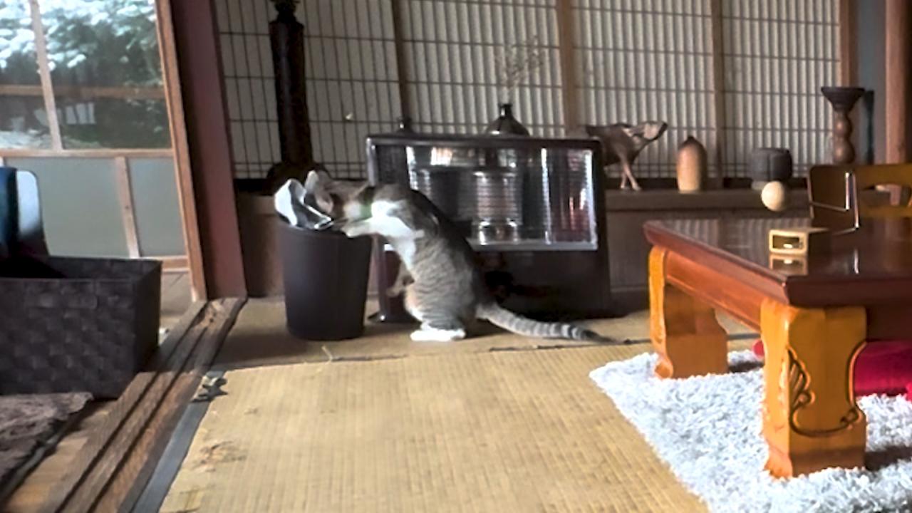 ネコにゃん~子猫はじめて体験物語2026~