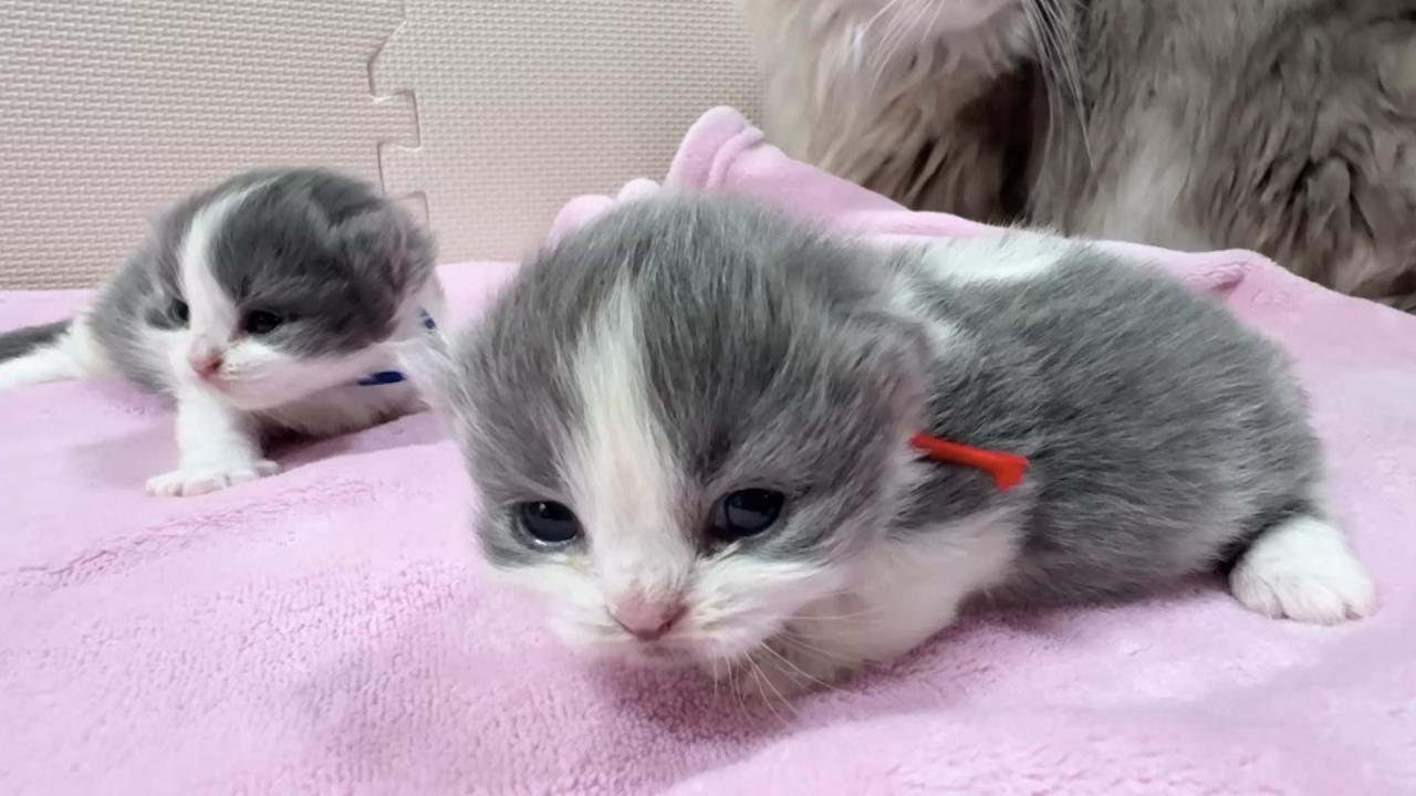 ネコにゃん~子猫はじめて体験物語2026~