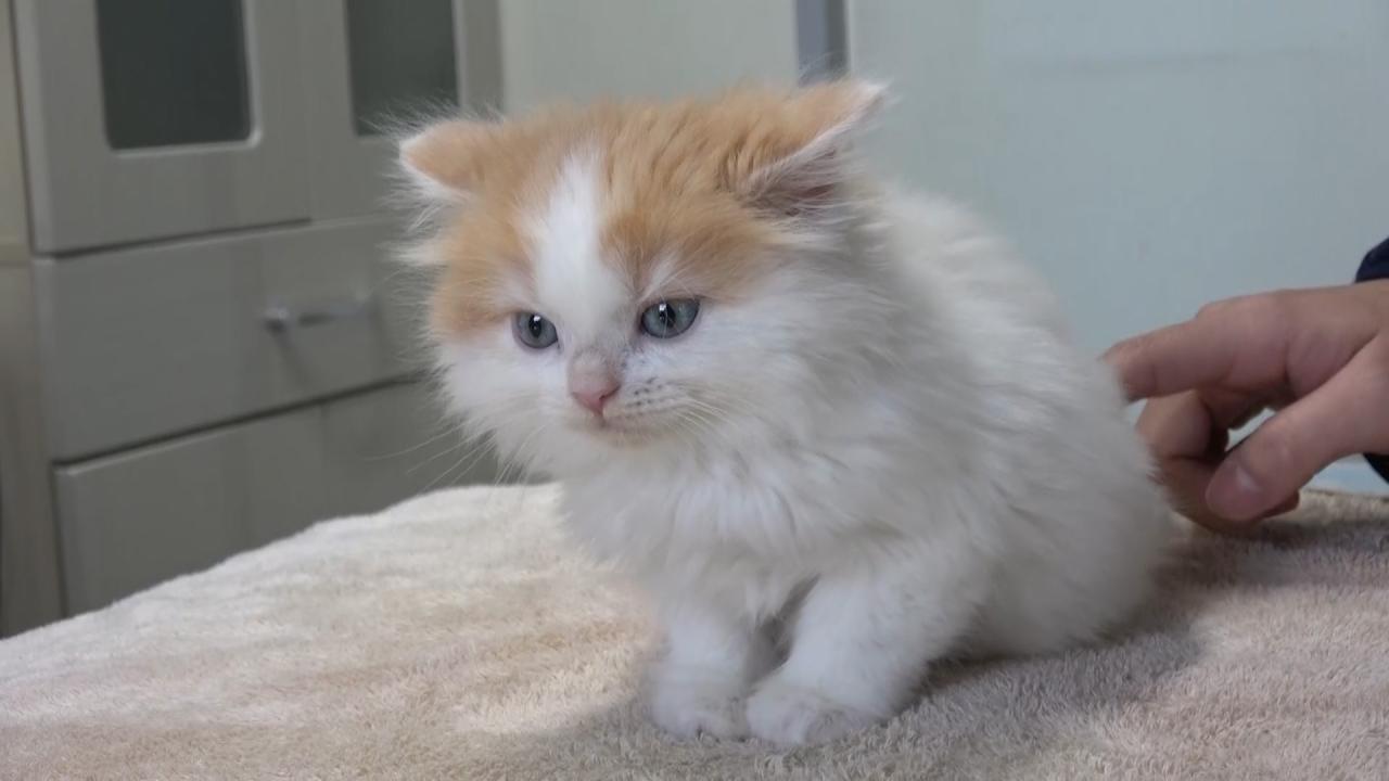 ネコにゃん~子猫はじめて体験物語2026~