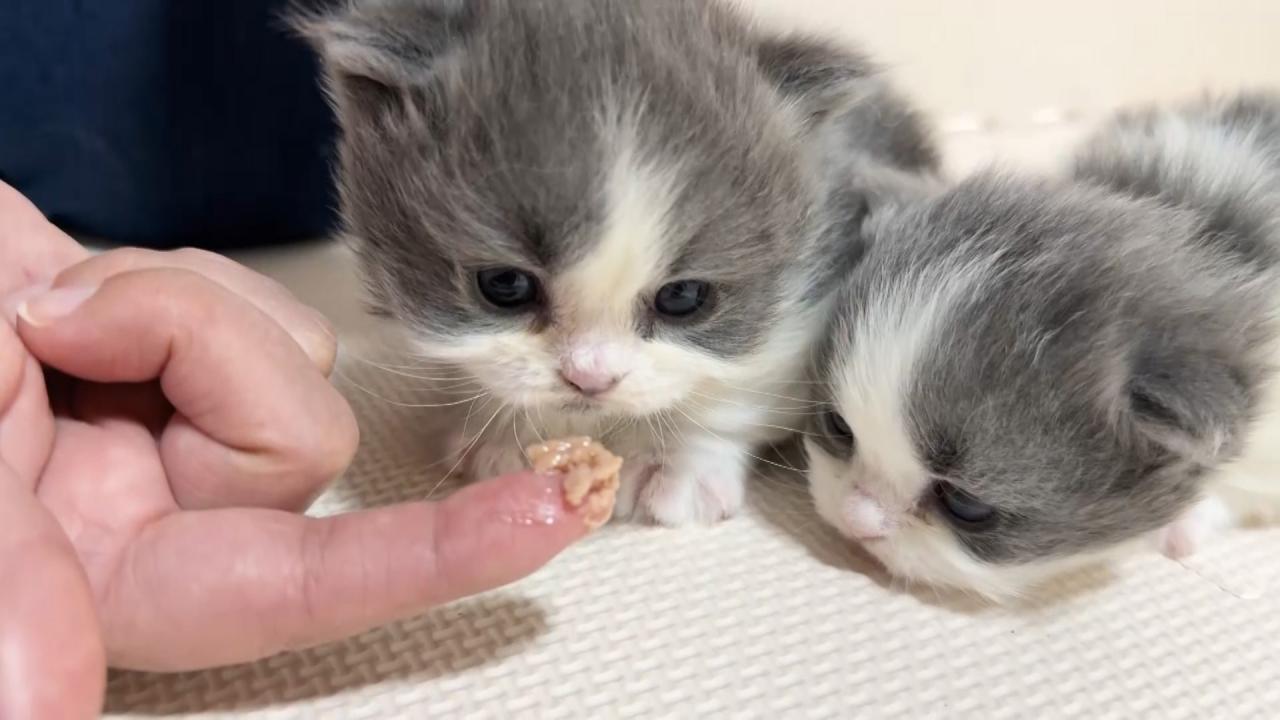 ネコにゃん~子猫はじめて体験物語2026~