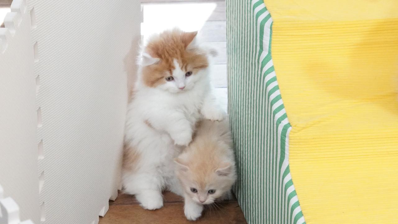 ネコにゃん~子猫はじめて体験物語2026~